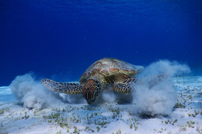 Sea Turtle Snorkel at Kerama Islands and Zamami Island - Discovering Zamami Island