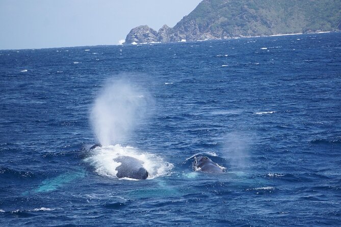 Great Whale Watching at Kerama Islands and Zamami Island - Best Time to Go
