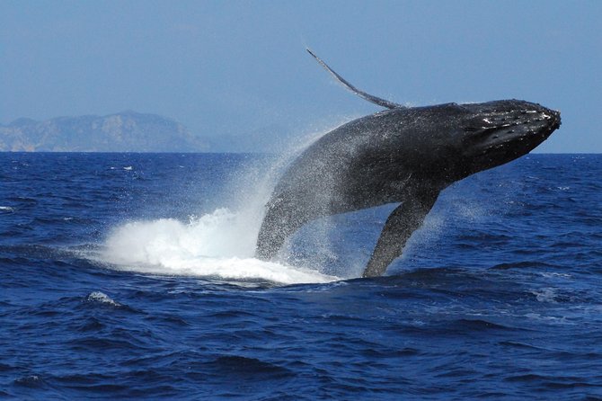 Great Whale Watching at Kerama Islands and Zamami Island - Whale Watching Tours