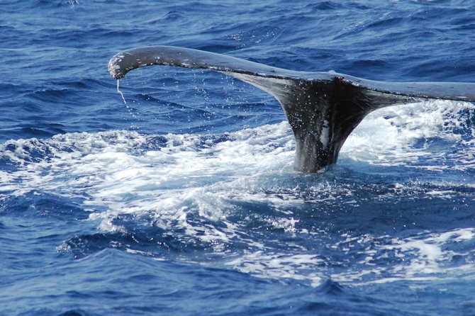 Great Whale Watching at Kerama Islands and Zamami Island - Tips for an Unforgettable Experience