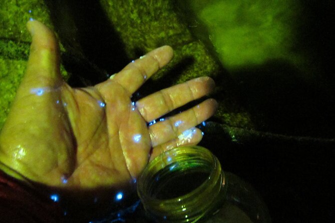 Night Kayak Tour Relax Under the Natural Glow of Sea Fireflies - Accessibility and Transportation