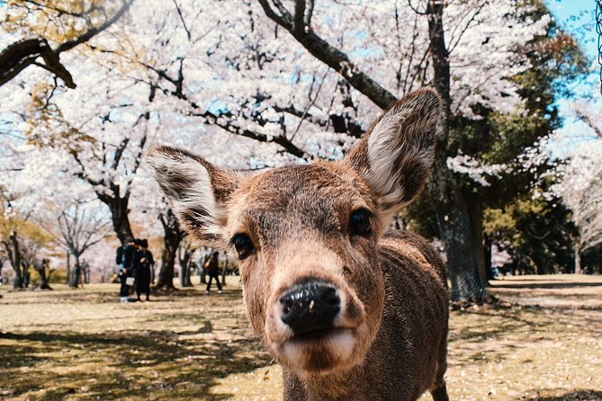 Japan Full Day Guided Mini Van Tour 2024 - Sennichimae - Tour Details and Customization