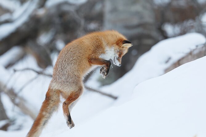 Half-Day Primeval Forest Snowshoe and Wildlife Watching Tour - Inclusions and Rental Details