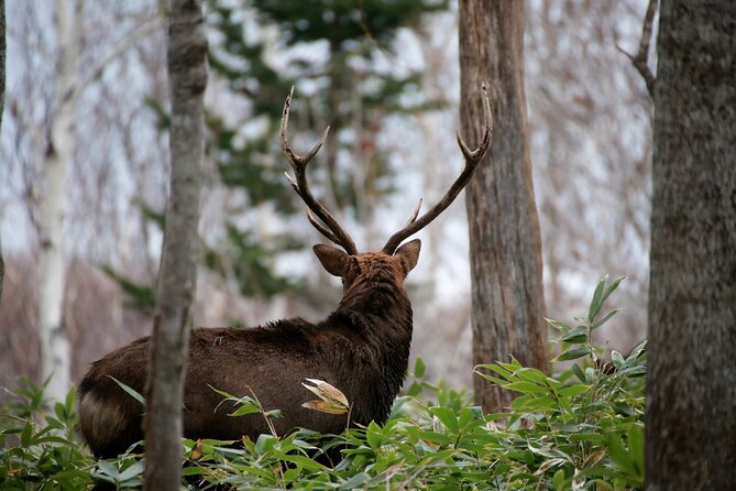 Half-Day Primeval Forest Snowshoe and Wildlife Watching Tour - Accessibility and Transportation