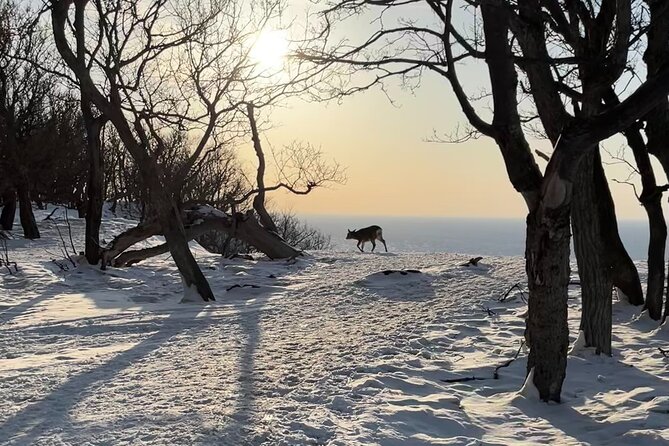 Private Snow Shoe Tour in Shiretoko National Park - Frequently Asked Questions