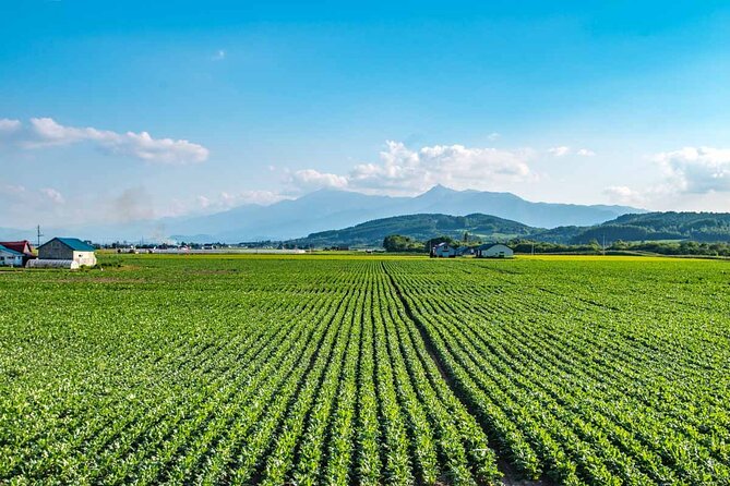 Furano & Biei 6 Hour Tour: English Speaking Driver Only, No Guide - Customize Your Itinerary