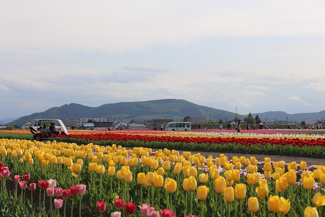 [Shibazakura / Tulip] Going by Private Car, Shibazakura Takinoue Park and Kamiyubetsu Tulip Park (Fr - Park Overview