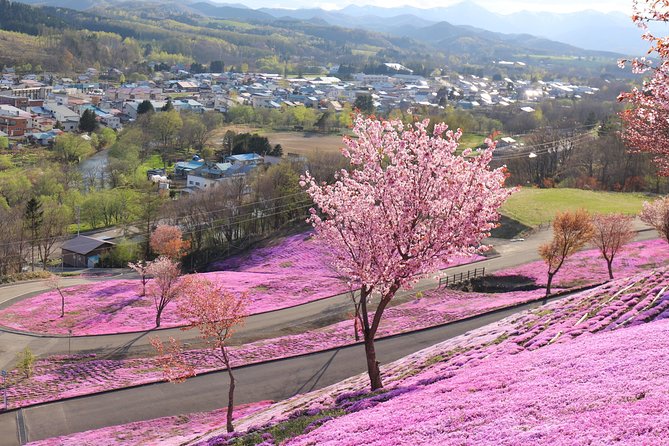 [Shibazakura / Tulip] Going by Private Car, Shibazakura Takinoue Park and Kamiyubetsu Tulip Park (Fr - Best Time to Visit