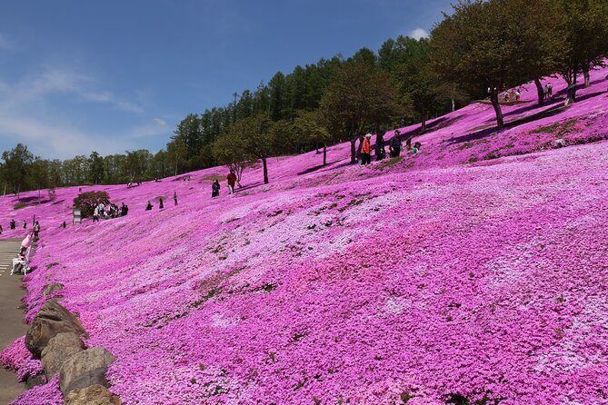 [Shibazakura / Tulip] Going by Private Car, Shibazakura Takinoue Park and Kamiyubetsu Tulip Park (Fr - Activities and Attractions