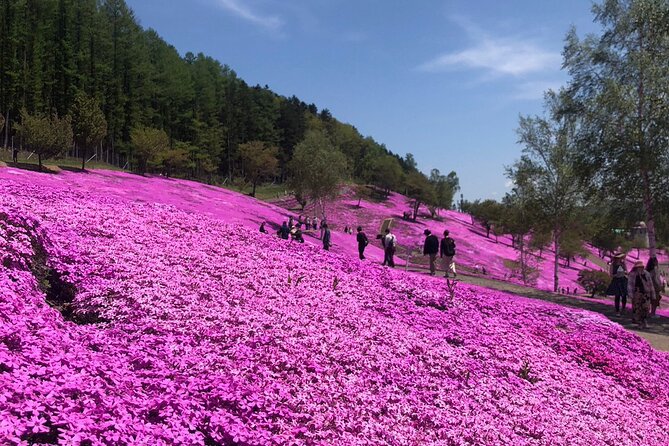 [Shibazakura / Tulip] Going by Private Car, Shibazakura Takinoue Park and Kamiyubetsu Tulip Park (Fr - Nearby Accommodations