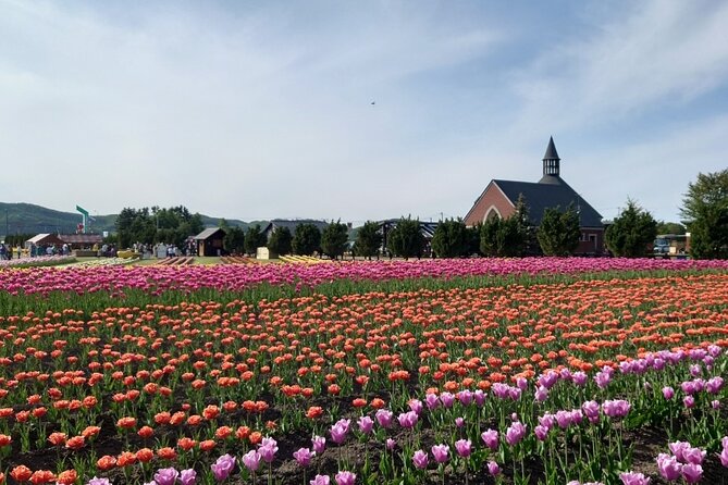 [Shibazakura / Tulip] Going by Private Car, Shibazakura Takinoue Park and Kamiyubetsu Tulip Park (Fr - Tips for a Great Visit