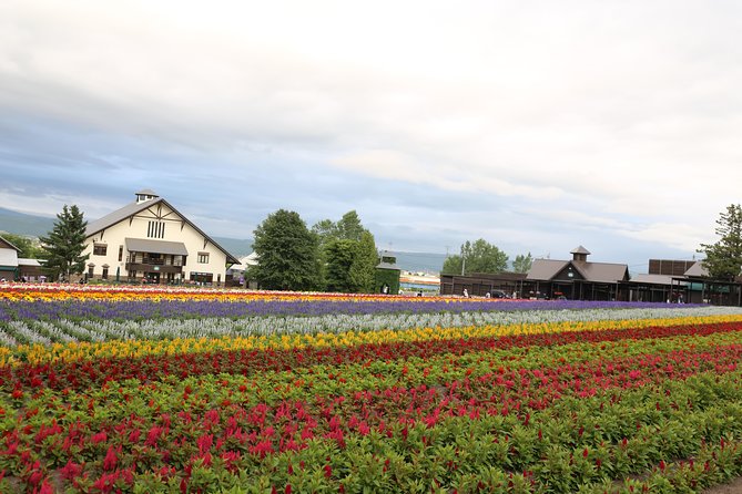 Asahiyama Zoo, Aoiike, Farm Tomita, Ningle Terrace (from Sapporo) - Farm Tomita