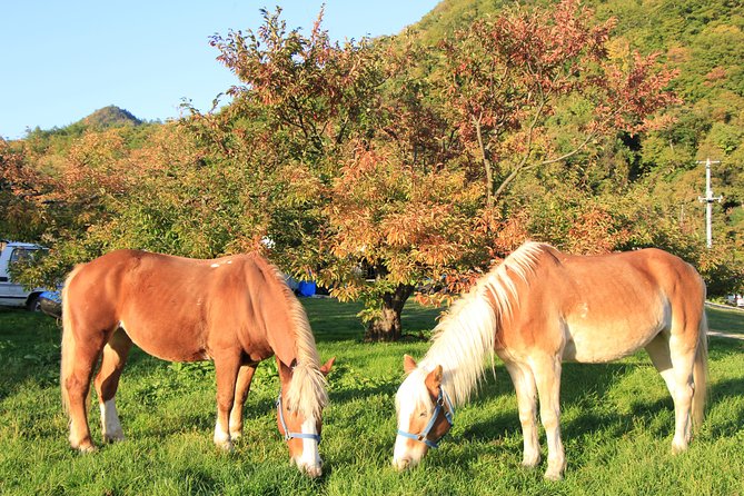 Horseback-Riding in a Country Side in Sapporo - Private Transfer Is Included - Meeting and Pickup