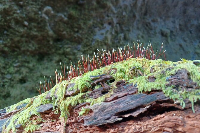 Private Day Trip of Lake Shikotsu and Moss Canyon - Exploring Moss Canyon