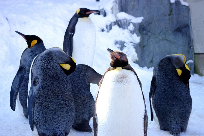 Winter in Hokkaido! Visit Asahiyama Zoo, the Frozen Ice Sea and Sunset Cruise - Directions