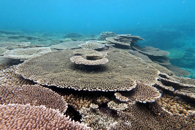 Kayak & Snorkel: Private Tour in Yanbaru, North Okinawa - Weather Policy