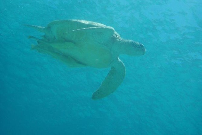 Swim With Sea Turtles at Kerama Islands - Accessibility and Health Considerations