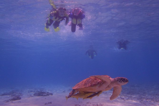 Swim With Sea Turtles at Kerama Islands - Additional Information and Requirements