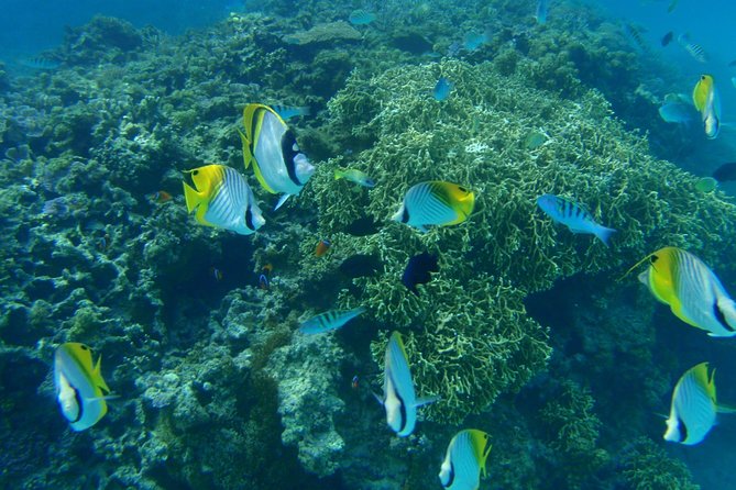 Swim With Sea Turtles at Kerama Islands - The Sum Up