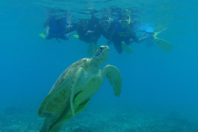 Swim With Sea Turtles at Kerama Islands - Frequently Asked Questions