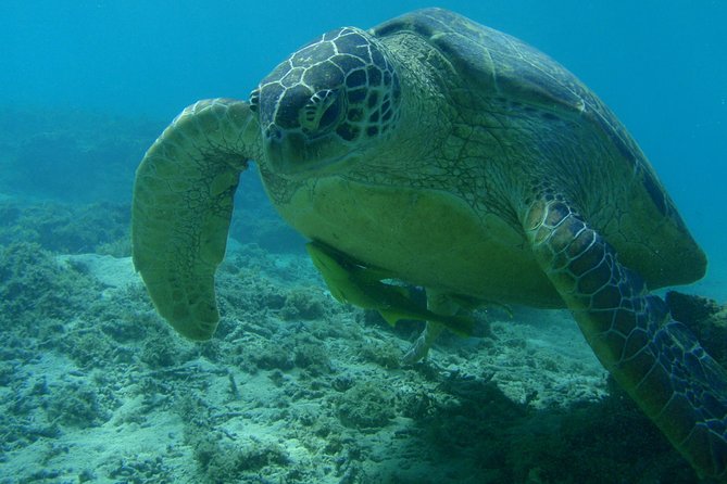 Swim With Sea Turtles at Kerama Islands - Reviews and Ratings