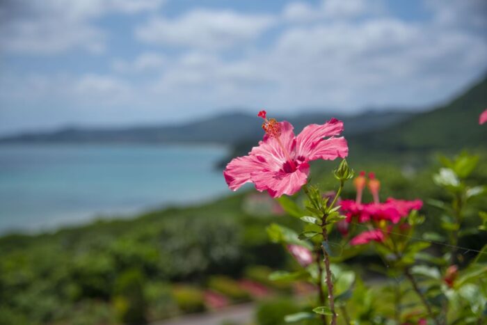 Hibiscus Ishigaki Island Okinawa Prefecture
