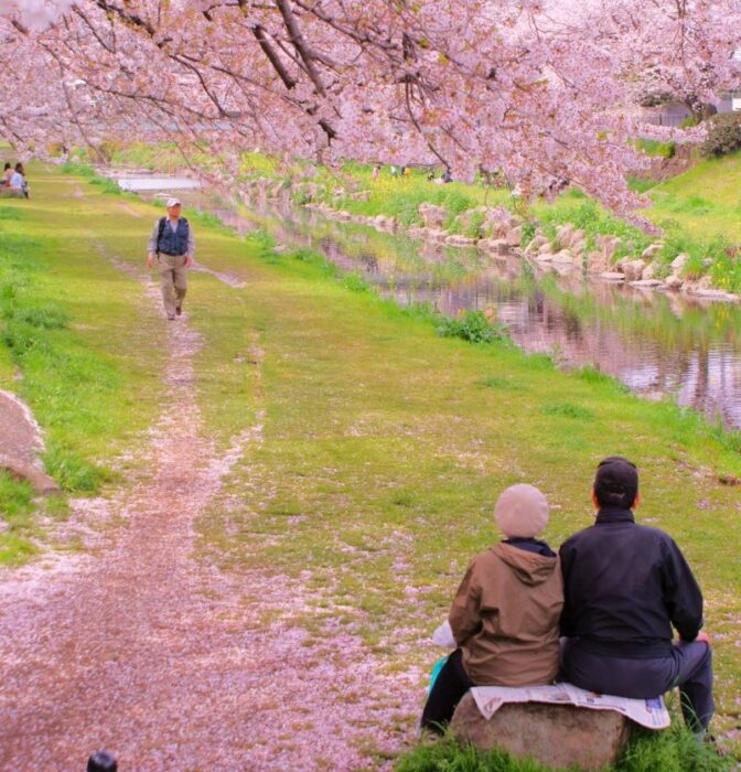 Koganei Park Cherry Blossom