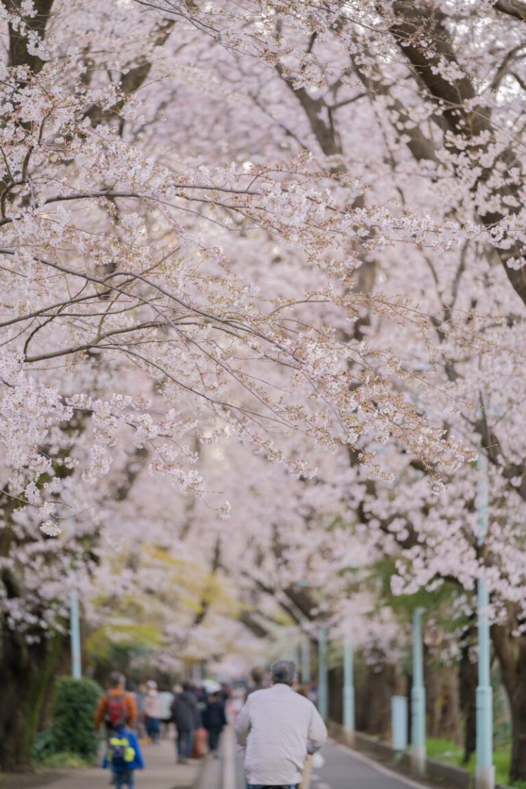 Koganei Cherry Blossom Festival 2024