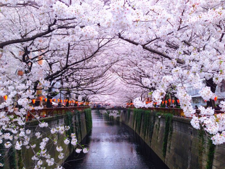 Meguro River Cherry Blossom Tokyo