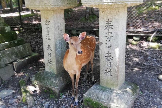 Nara Half Day Trip Walking Tour - Must-See Sights in Nara