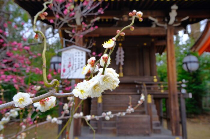 Plum Blossom Festival At Kitano Tenmang Shrine
