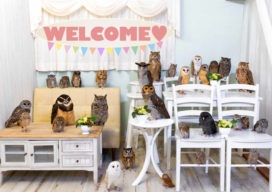 Tokyo: Meet Owls at the Owl Café in Akihabara - Activity Details