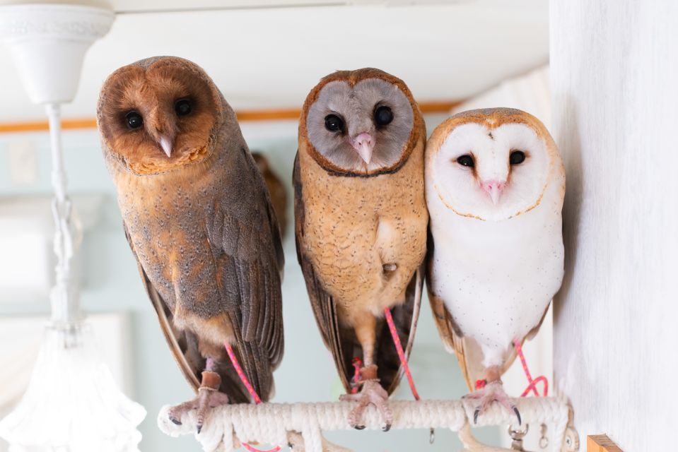 Tokyo: Meet Owls at the Owl Café in Akihabara - Inclusions