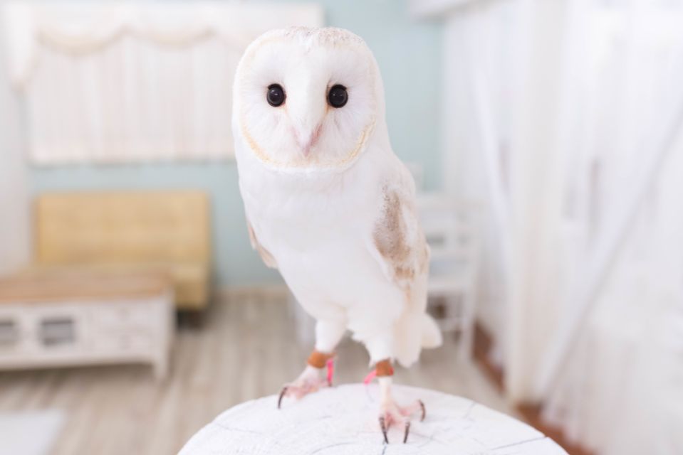 Tokyo: Meet Owls at the Owl Café in Akihabara - Experience