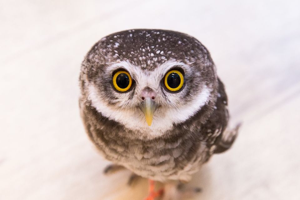 Tokyo: Meet Owls at the Owl Café in Akihabara - Recommended Attire