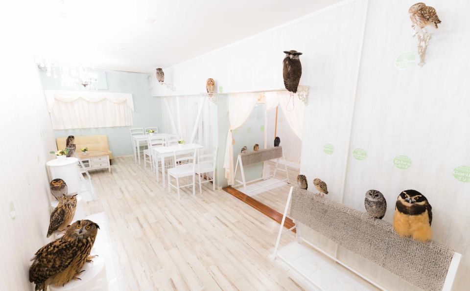 Tokyo: Meet Owls at the Owl Café in Akihabara - Frequently Asked Questions