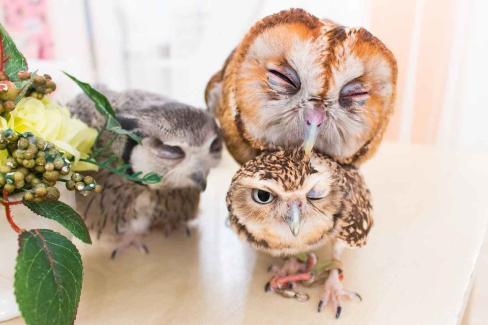 Tokyo: Meet Owls at the Owl Café in Akihabara - Participant and Date Selection