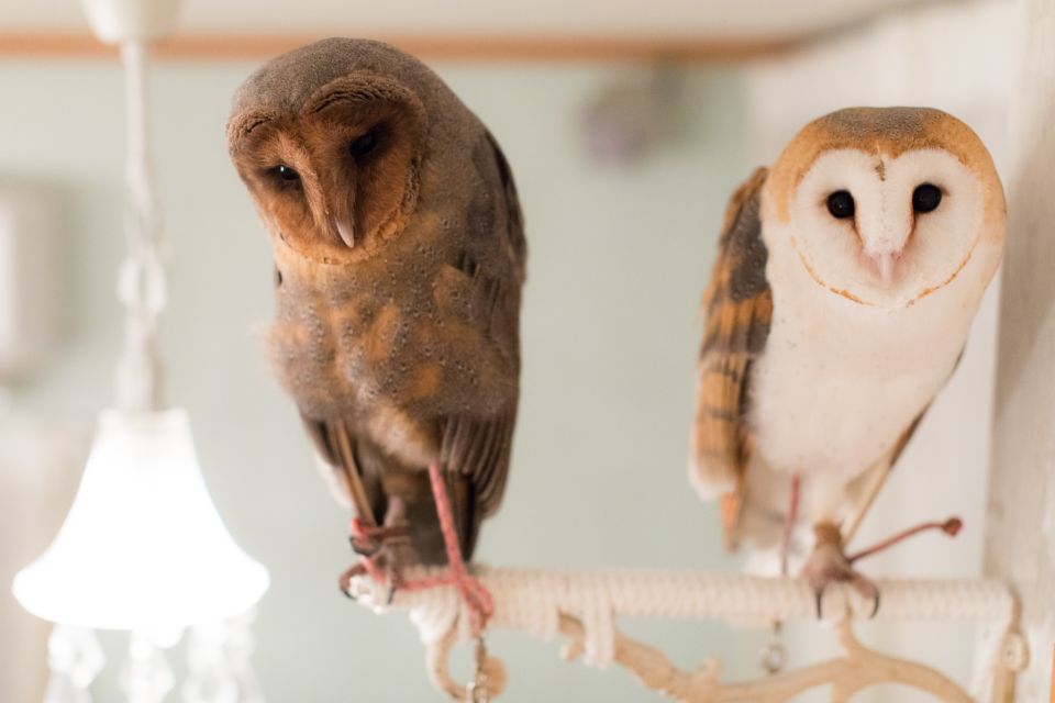 Tokyo: Meet Owls at the Owl Café in Akihabara - Customer Reviews