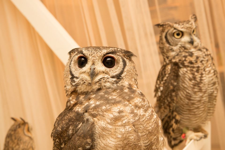 Tokyo: Meet Owls at the Owl Café in Akihabara - Safety Guidelines