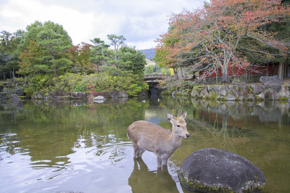 Nara Like a Local: Customized Guided Tour - Activity Highlights