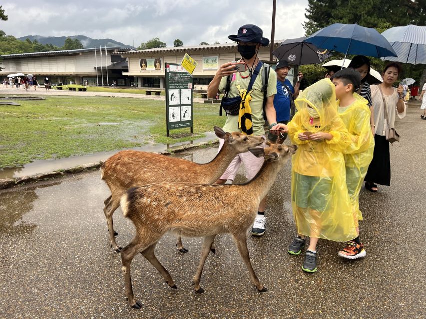 Kyoto and Nara 1 Day Bus Tour From Osaka/Kyoto - Important Information