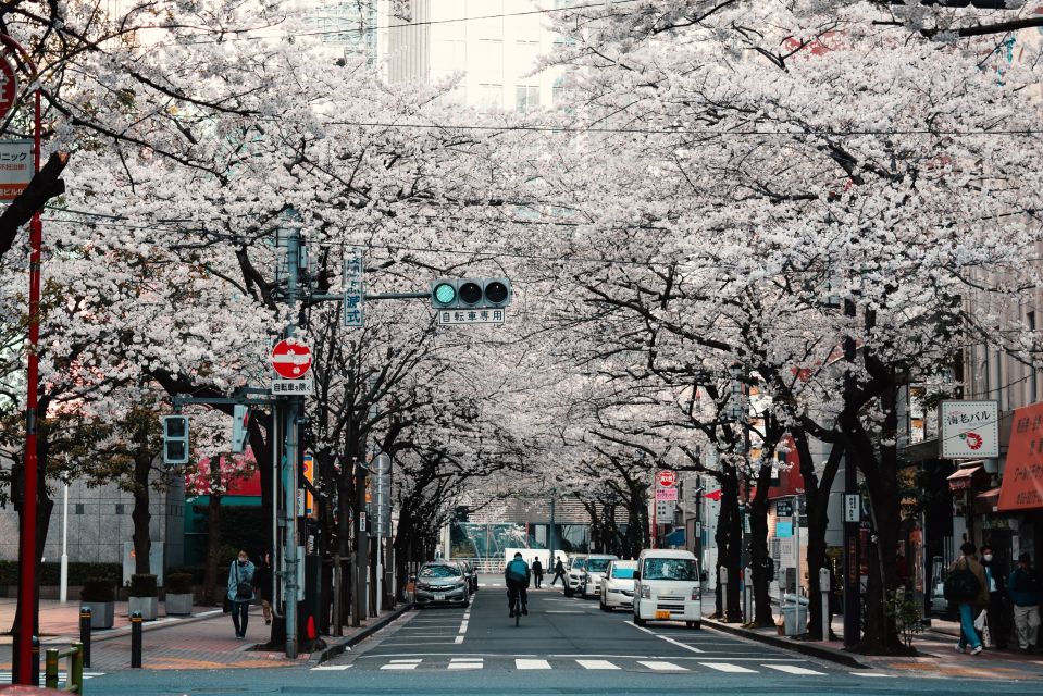 Tokyo: Private Cherry Blossom Experience - Highlights of the Tour