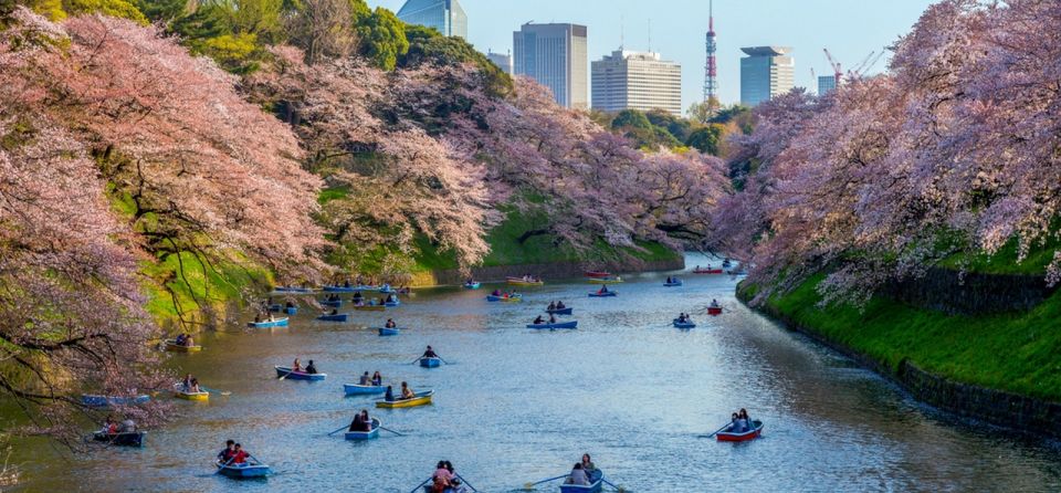 Tokyo: Private Cherry Blossom Experience - Unique Experiences