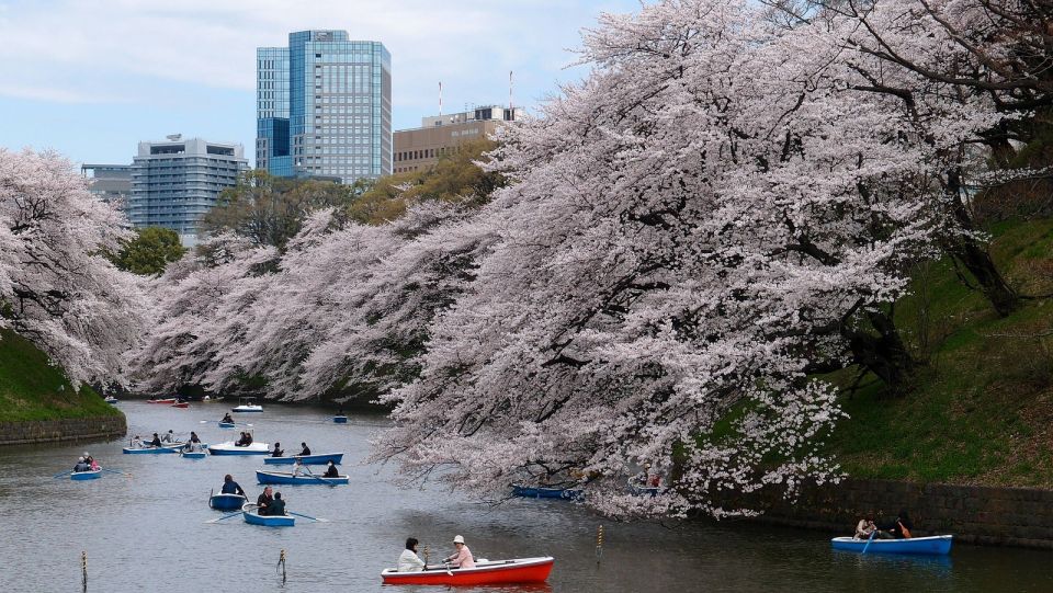 Tokyo: Private Cherry Blossom Experience - Detailed Itinerary