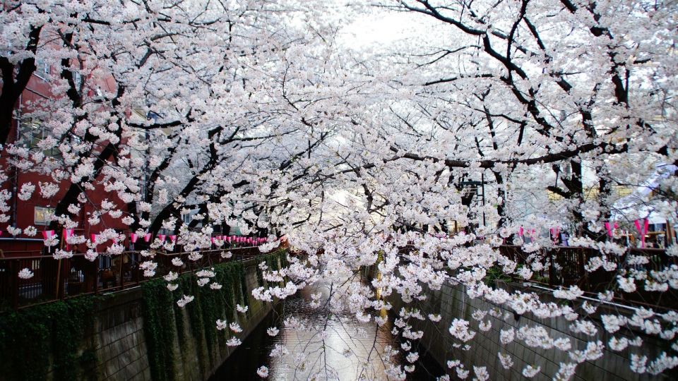 Tokyo: Private Cherry Blossom Experience - The Sum Up