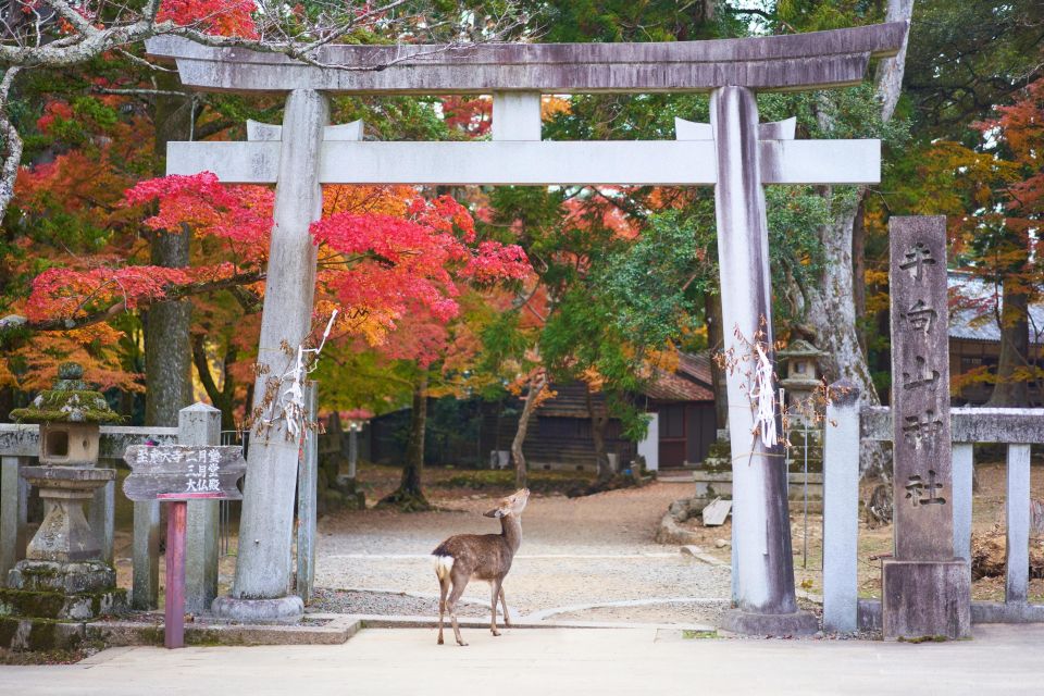 From Kyoto or Osaka: Private Walking Tour Through Nara - Full Description of the Tour