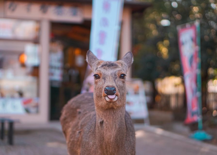 From Kyoto or Osaka: Private Walking Tour Through Nara - The Sum Up