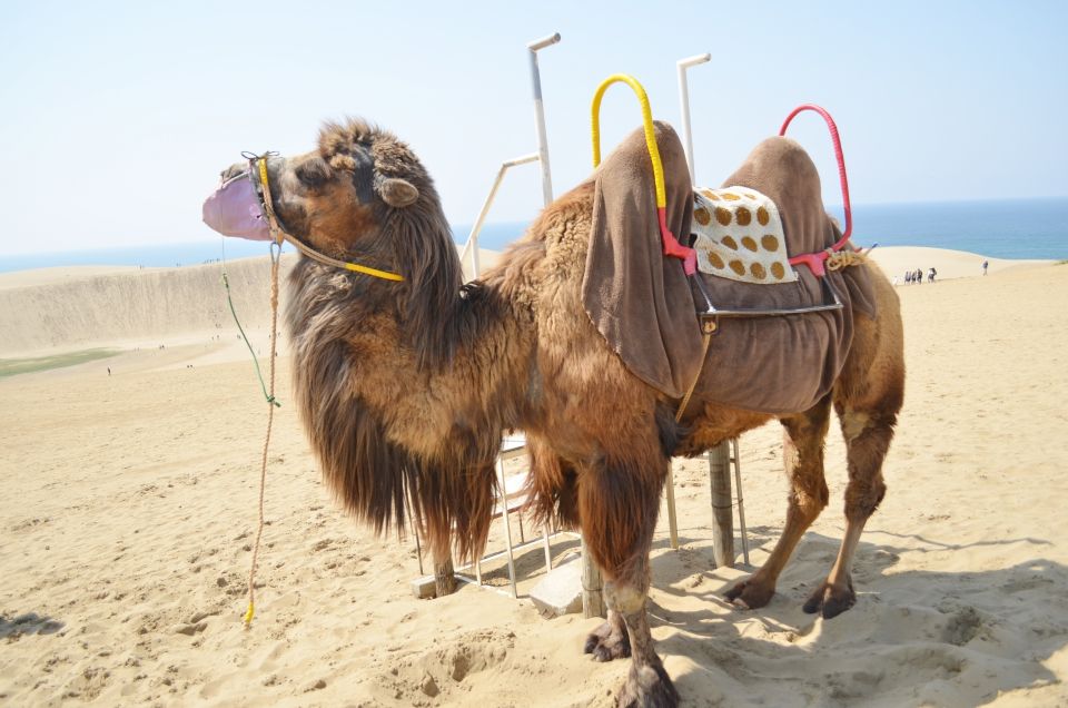 From Osaka: Tottori Sand Dunes,Hakuto Shrine Museum Bus Tour - Experience Highlights