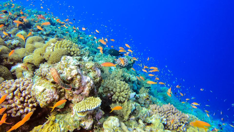 Naha, Okinawa: Kerama Islands Full-Day Intro-Diving Trip - Summary of Reviews