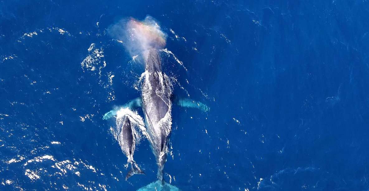 Naha, Okinawa: Kerama Islands Half-Day Whale Watching Tour - Tour Highlights